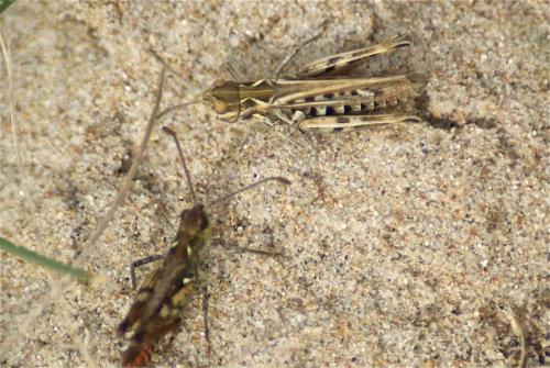 Myrmeleotettix maculatus maculatus