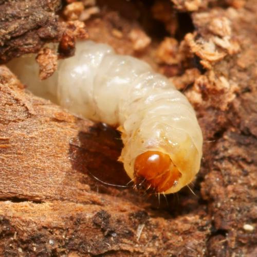 Réf. 96 571 : Pyropteron affinis
