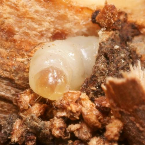 Réf. 96 572 : Pyropteron affinis