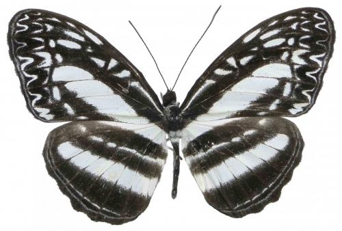 Pseudoneptis budangensis