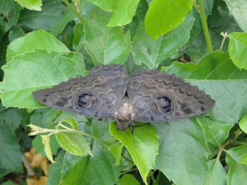 Erebus walkeri