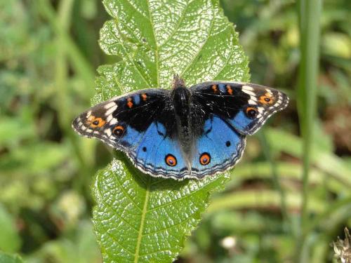Réf. 96 246 : Junonia orithya