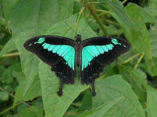 Réf. 96 275 : Papilio phorcas