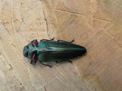 Belionota prasina