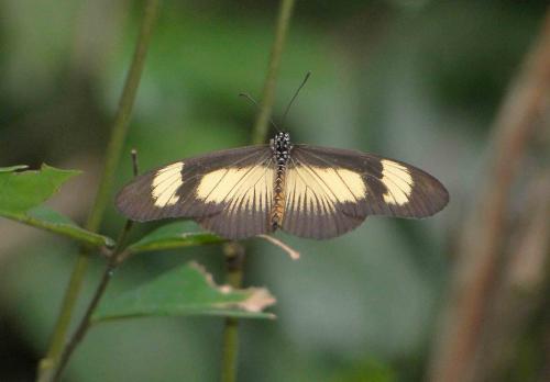 Acraea jodutta