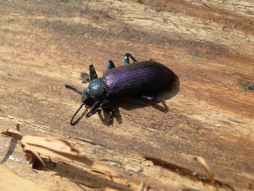 Réf. 96 554 : Metallonotus metallicus
