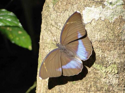 Réf. 96 023 : Euphaedra harpalyce