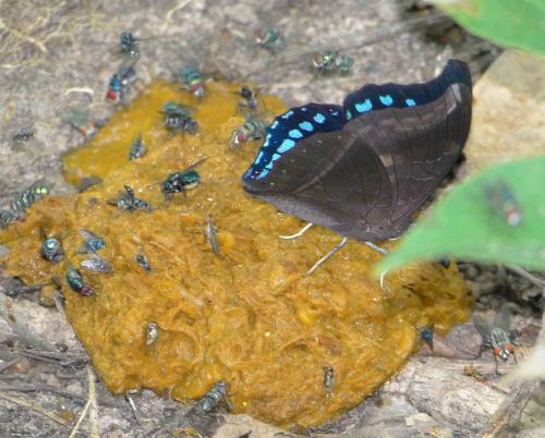 Réf. 96 289 : Charaxes lycurgus
