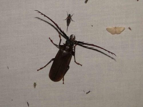 Réf. 96 455 : Ceratocentrus spinicornis