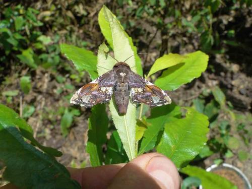 Caligatus angasii