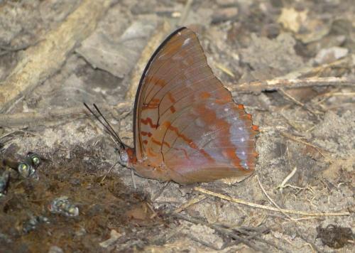 Réf. 96 191 : Charaxes protoclea
