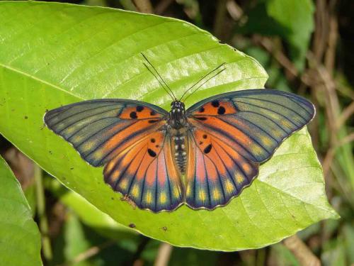 Euphaedra edwardsii