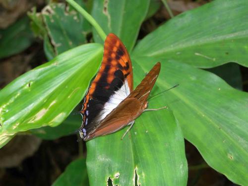 Réf. 96 005 : Charaxes lactetinctus