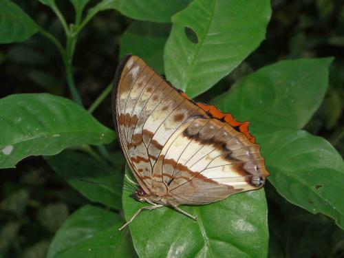 Réf. 96 117 : Charaxes protoclea