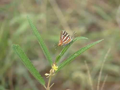 Cigaritis larseni