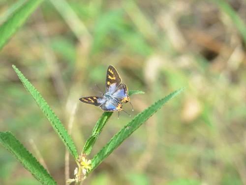 Cigaritis larseni