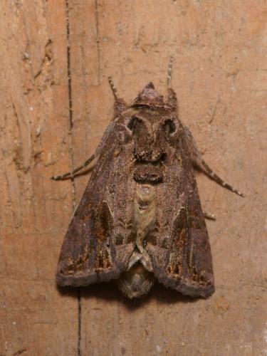 Ctenoplusia accentifera