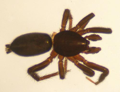 Heser nilicola
