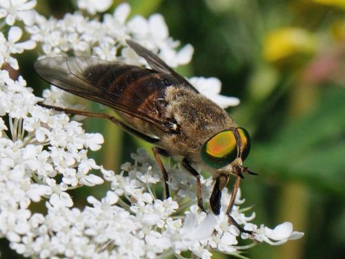 Philipomyia aprica