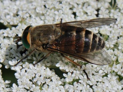 Philipomyia aprica