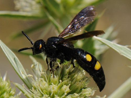 Réf. 96 604 : Scolia hortorum