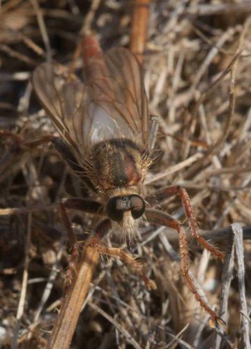 Réf. 96 185 : Stenopogon junceus