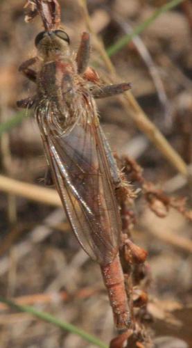Réf. 96 186 : Stenopogon junceus
