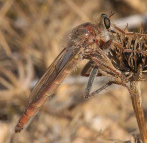 Réf. 96 187 : Stenopogon junceus