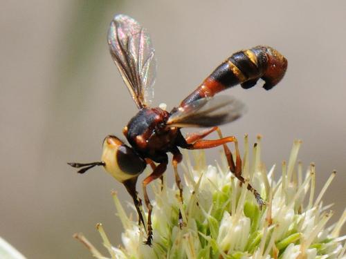 Réf. 96 451 : Physocephala vittata