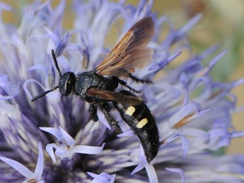 Scolia sexmaculata