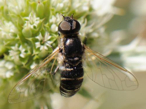Réf. 96 453 : Micomitra sp.