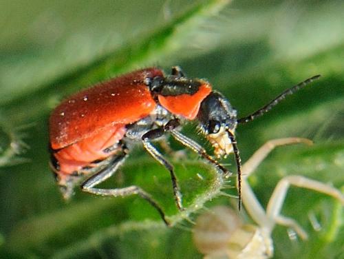 Clanoptilus rufus