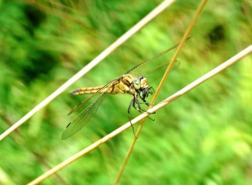 Orthetrum cancellatum