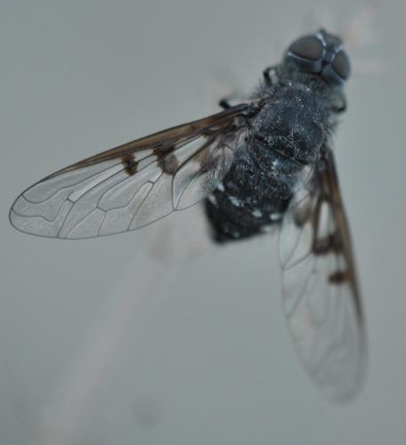 Réf. 96 699 : Anthrax trifasciatus