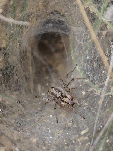 Agelena labyrinthica