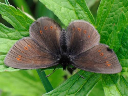 Erebia alberganus