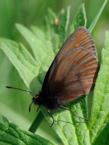 Erebia alberganus