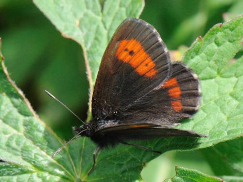 Réf. 96 598 : Erebia euryale