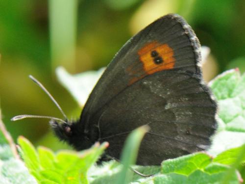 Réf. 96 599 : Erebia euryale