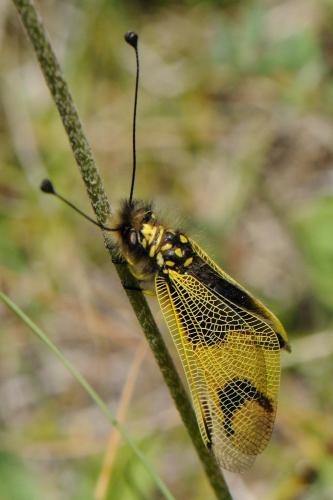 Libelloides longicornis