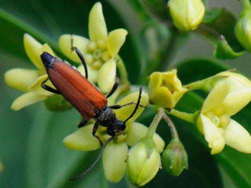 Anastrangalia sanguinolenta