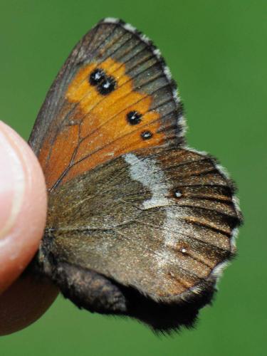 Réf. 96 295 : Erebia euryale