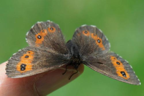Réf. 96 296 : Erebia euryale