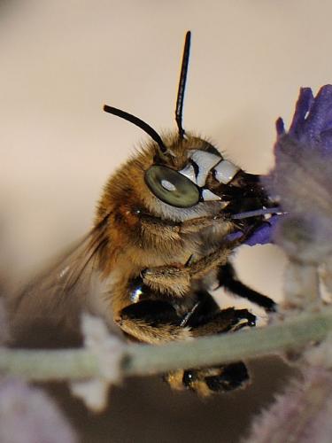 Réf. 96 793 : Amegilla garrula