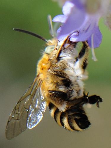 Réf. 96 794 : Amegilla garrula