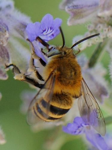 Réf. 96 795 : Amegilla garrula