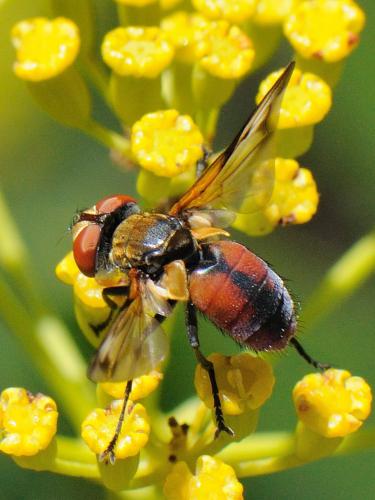 Réf. 96 953 : Ectophasia oblonga