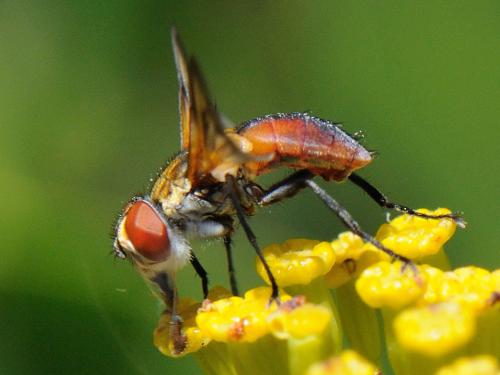 Ectophasia oblonga