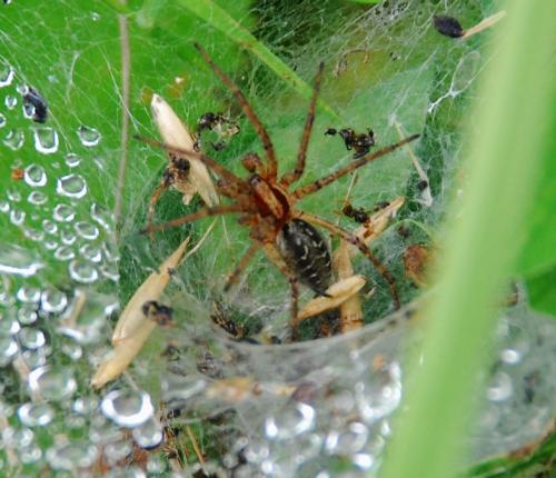 Agelena labyrinthica