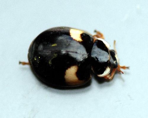 Réf. 96 324 : Adalia decempunctata